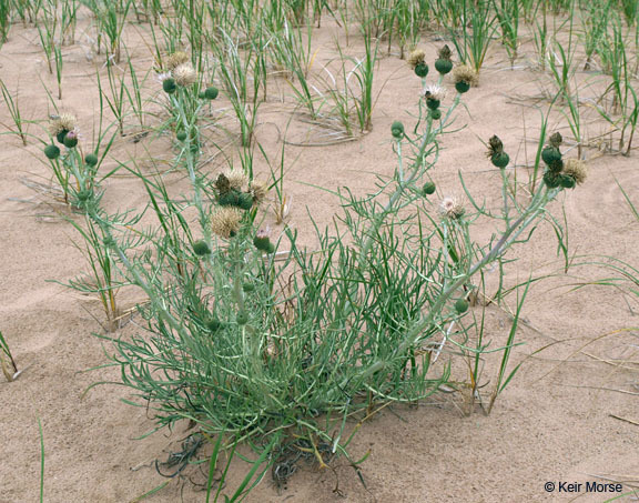 Imagem de Cirsium pitcheri (Torr. ex Eaton) Torr. & A. Gray