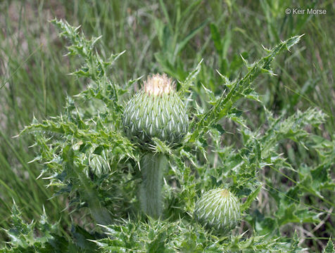 Cirsium pumilum var. hillii (Canby) B. Boivin的圖片