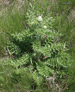 Image of Hill's thistle