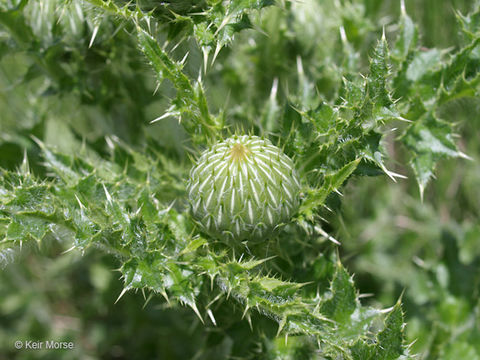 Image of Hill's thistle