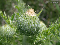 Imagem de Cirsium pumilum var. hillii (Canby) B. Boivin