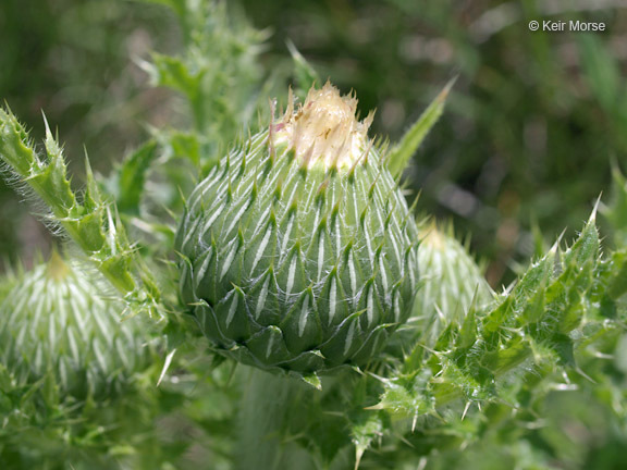 Image of Hill's thistle