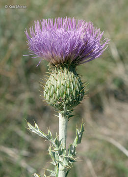 Image of wavyleaf thistle