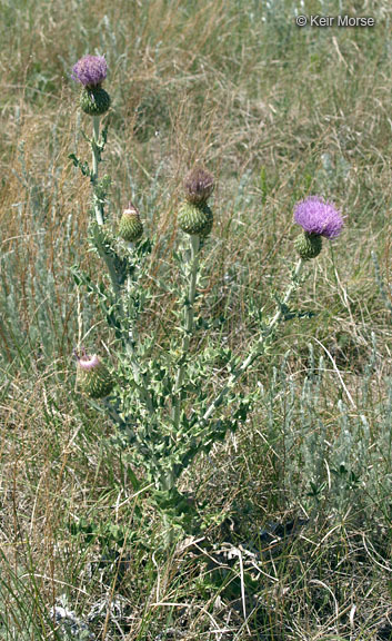 Image of wavyleaf thistle