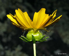 大金雞菊的圖片