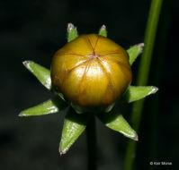 大金雞菊的圖片