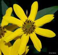 صورة Coreopsis major Walt.