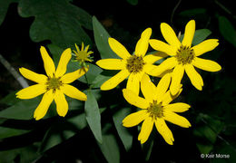 صورة Coreopsis major Walt.