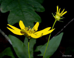 صورة Coreopsis major Walt.