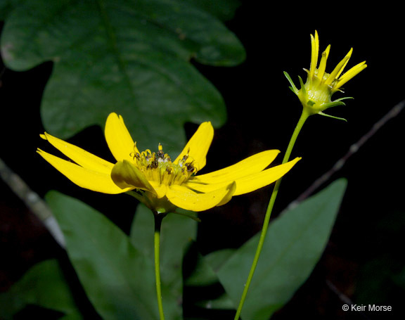 Image of greater tickseed