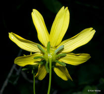 صورة Coreopsis major Walt.