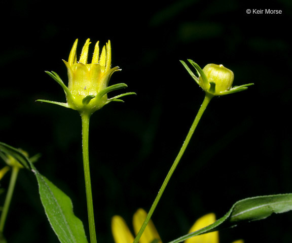 صورة Coreopsis major Walt.