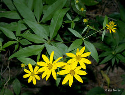 صورة Coreopsis major Walt.