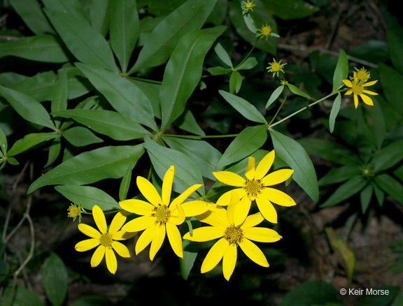 Image of greater tickseed