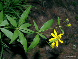 صورة Coreopsis major Walt.