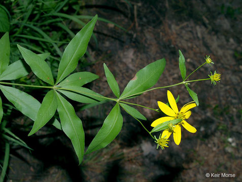 Image de Coreopsis major Walt.