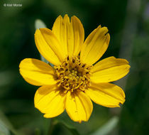 صورة Coreopsis palmata Nutt.