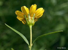 صورة Coreopsis palmata Nutt.