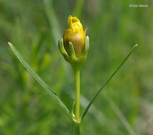 Image of stiff tickseed