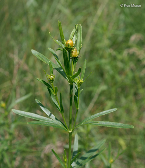 Image of stiff tickseed