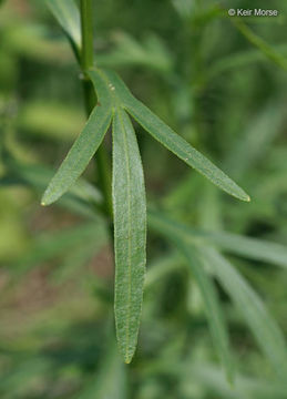 صورة Coreopsis palmata Nutt.