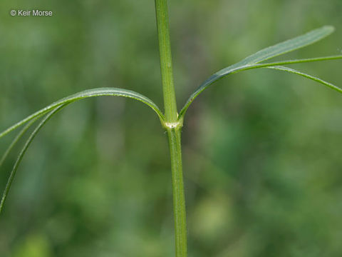 Image of stiff tickseed