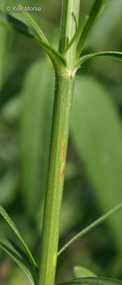 صورة Coreopsis palmata Nutt.