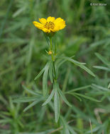 صورة Coreopsis palmata Nutt.