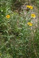 صورة Coreopsis palmata Nutt.