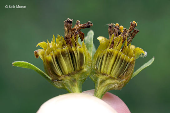 Image of stiff tickseed