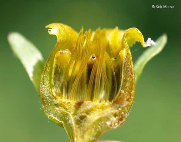 صورة Coreopsis palmata Nutt.