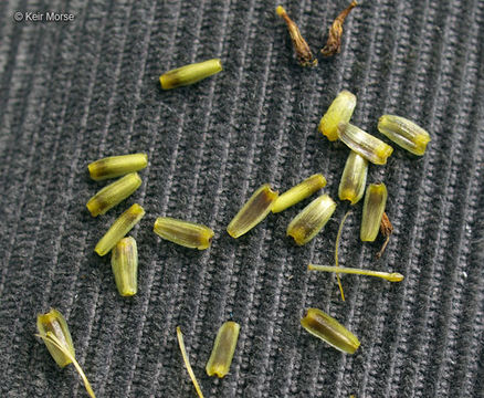 Image of stiff tickseed