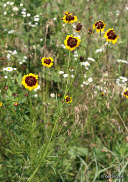 Image de Coreopsis tinctoria Nutt.