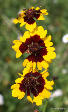 Image de Coreopsis tinctoria Nutt.