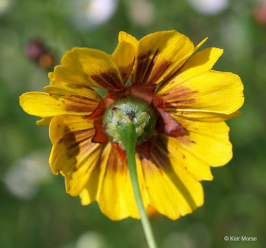 Image de Coreopsis tinctoria Nutt.