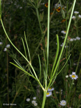 Image de Coreopsis tinctoria Nutt.