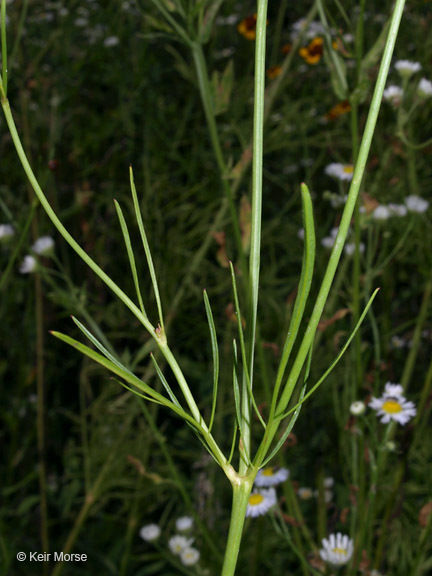 Image of golden tickseed