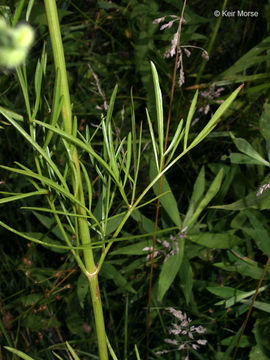 Image of golden tickseed