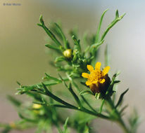 Image of fetid marigold