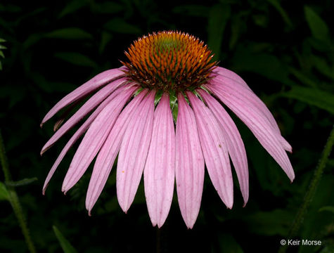 Imagem de Echinacea purpurea (L.) Moench