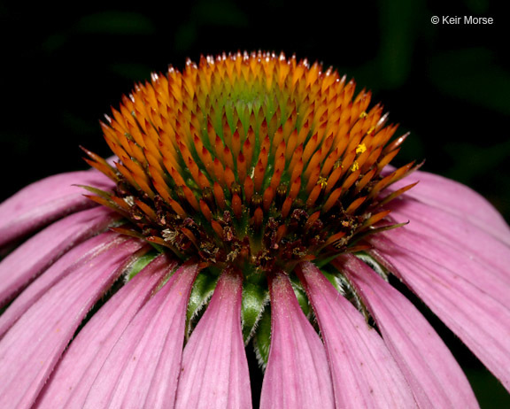 Image of eastern purple coneflower