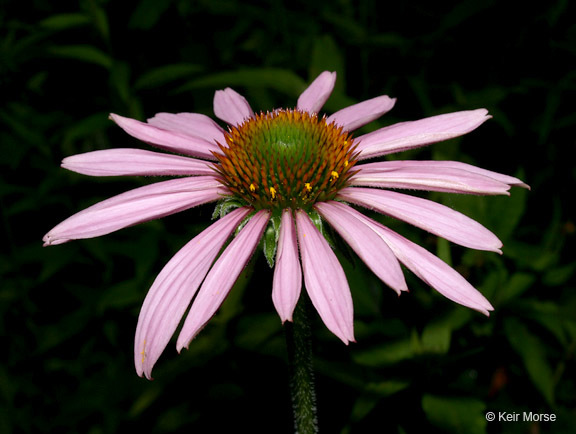 Image of eastern purple coneflower