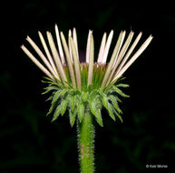 Imagem de Echinacea purpurea (L.) Moench