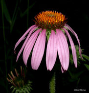 Image of eastern purple coneflower