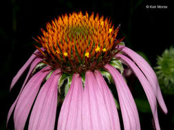 Image of eastern purple coneflower