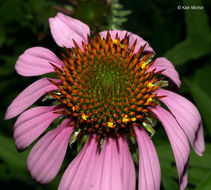 Image of eastern purple coneflower