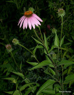 Image of eastern purple coneflower