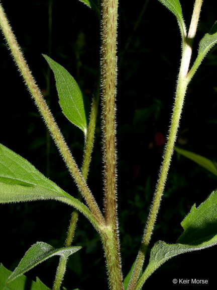 Image of eastern purple coneflower