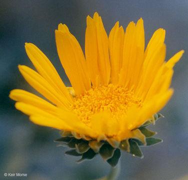 Image of silverleaf sunray