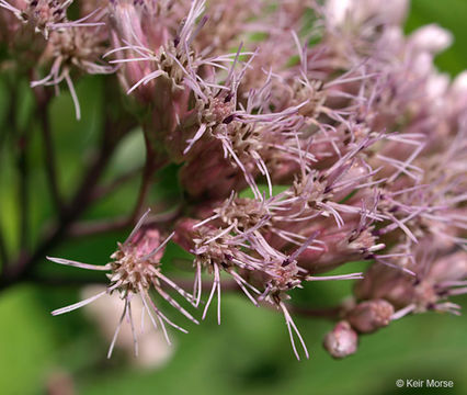 Image de Eutrochium maculatum (L.) E. E. Lamont